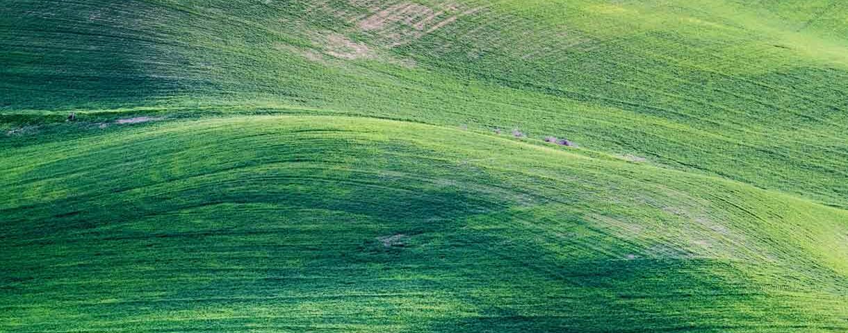 green fields